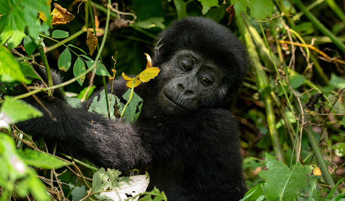 3 Days Bwindi Gorilla Trekking Safari, Uganda Safaris