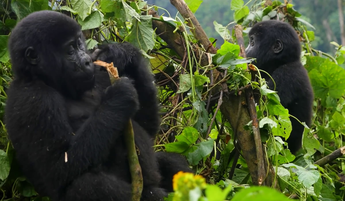 6 Days Congo Gorilla Trek and Wildlife Safari