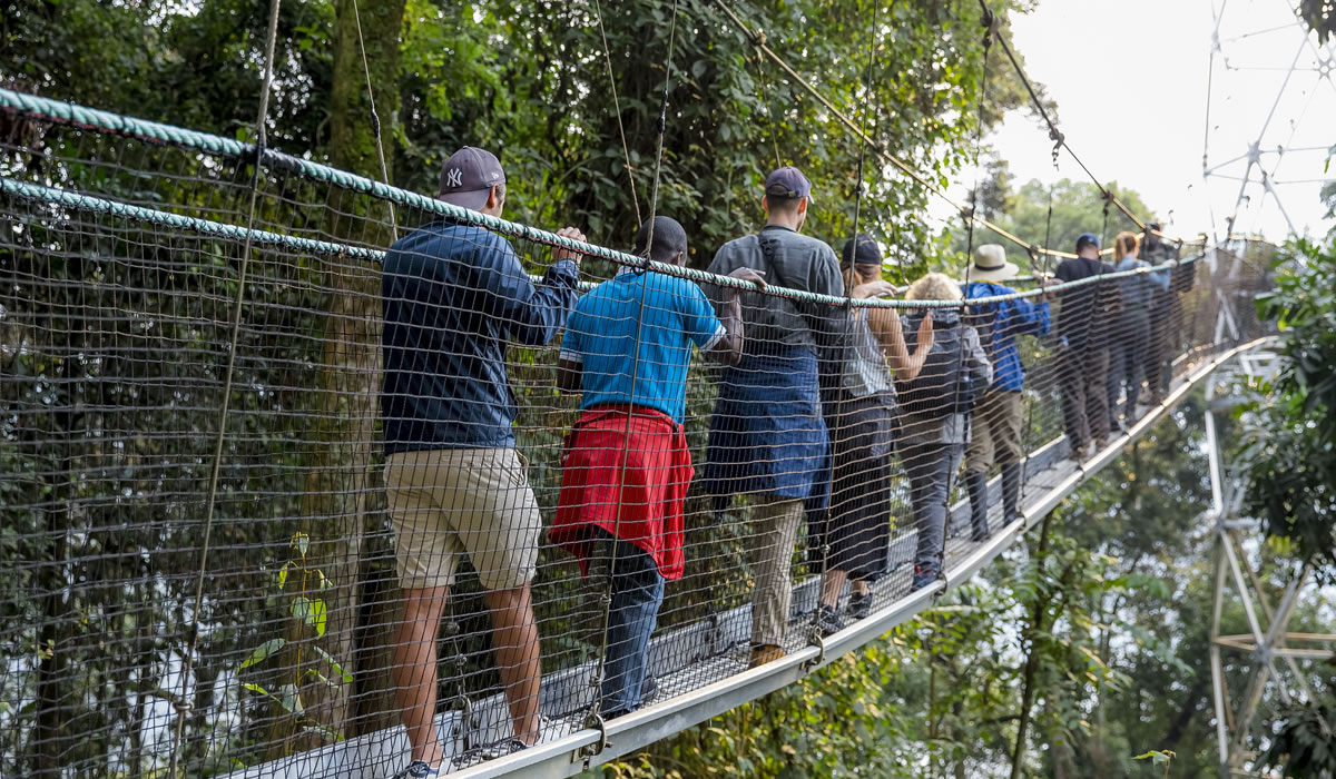 Canopy Walk in Nyungwe Forest National Park