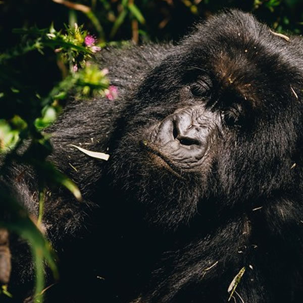 4 Days Visit Rwanda with Double Gorilla Trekking Safari Experience
