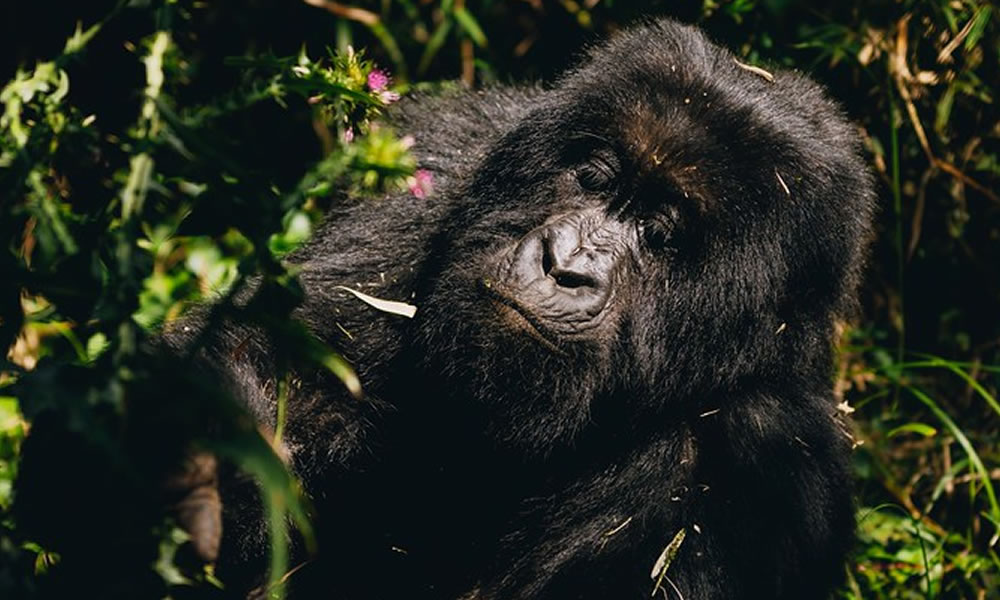 4 Days Visit Rwanda with Double Gorilla Trekking Safari Experience