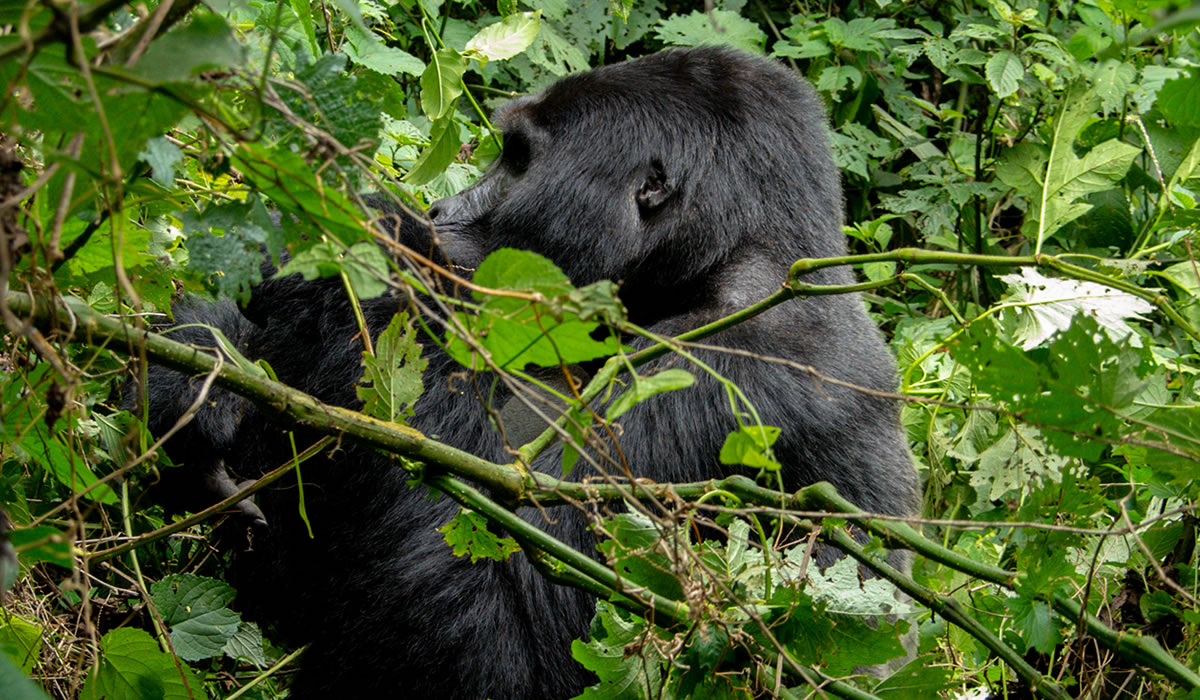7 Days Murchison Falls, Kibale and Bwindi Tour