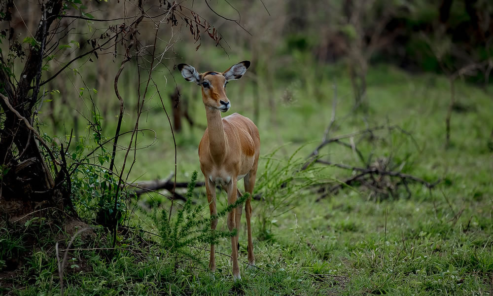 10 Days Around Rwanda Wildlife Safari Adventure