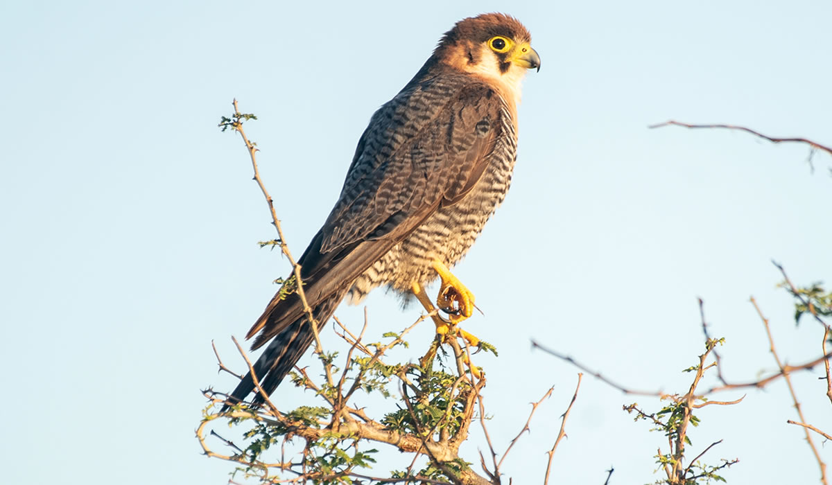 5 Days Bird Watching Safari Tour in Uganda