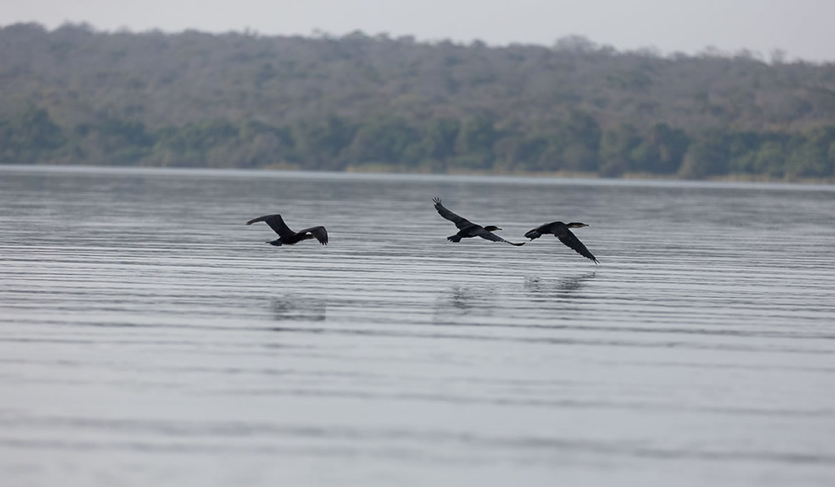 Bird Watching Expeditions in Rwanda