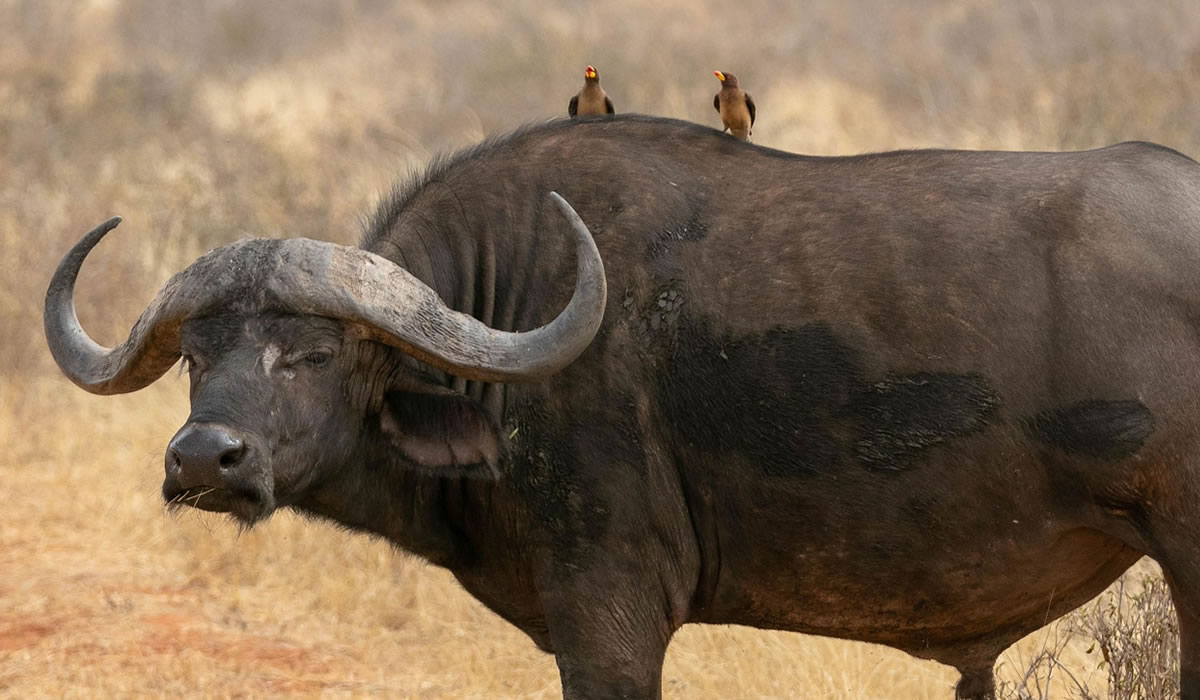 5 Days Kenya Big Five Safari Holiday