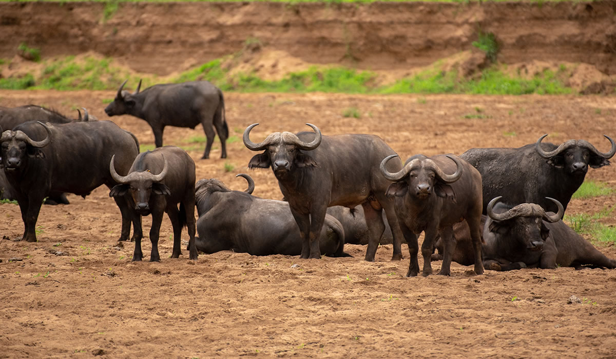 12 Days Complete Wildlife Uganda Adventure