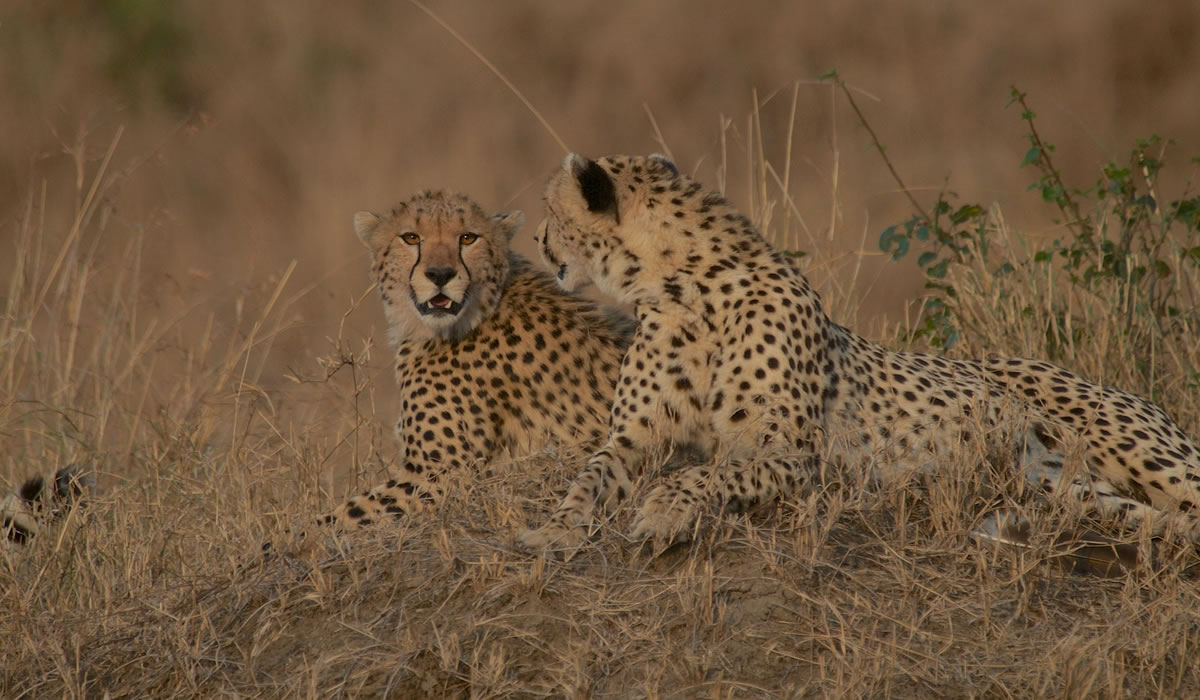 5 Days Samburu and Ol Pejeta Kenya Safari