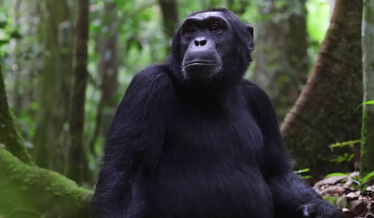 8 Days Best of Virunga National Park Safari Tour