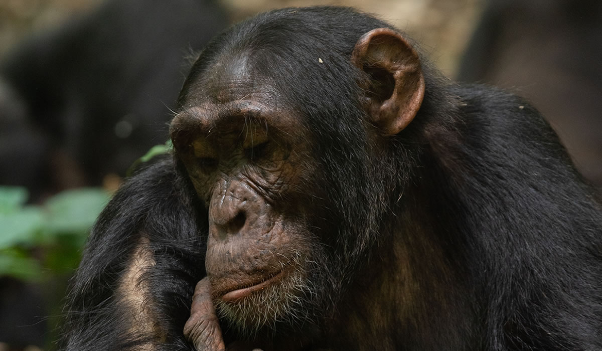 4 Days Uganda Chimpanzees and Wildlife Tour