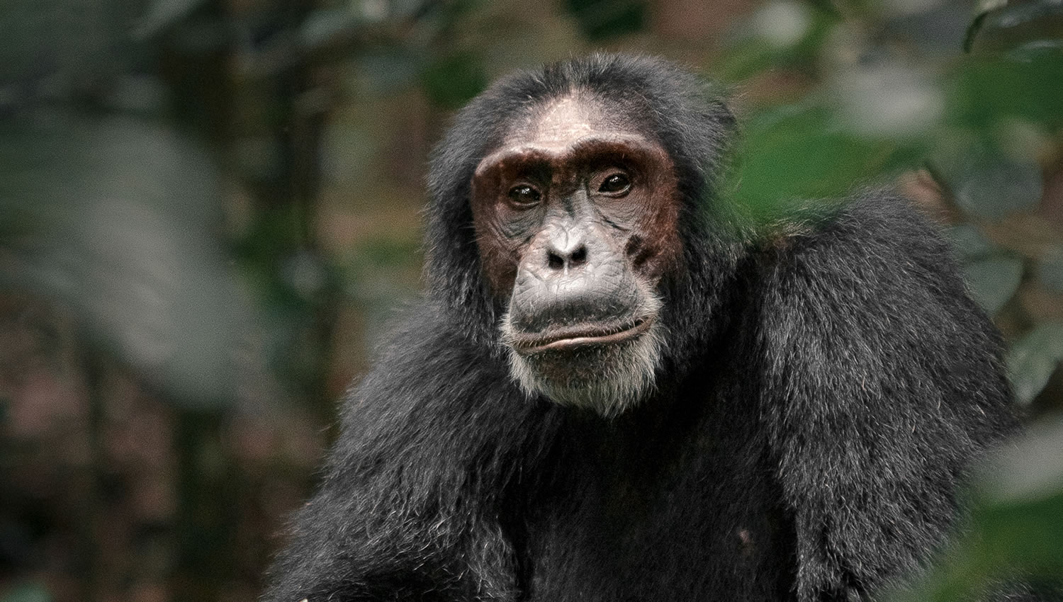 Nyungwe National Park