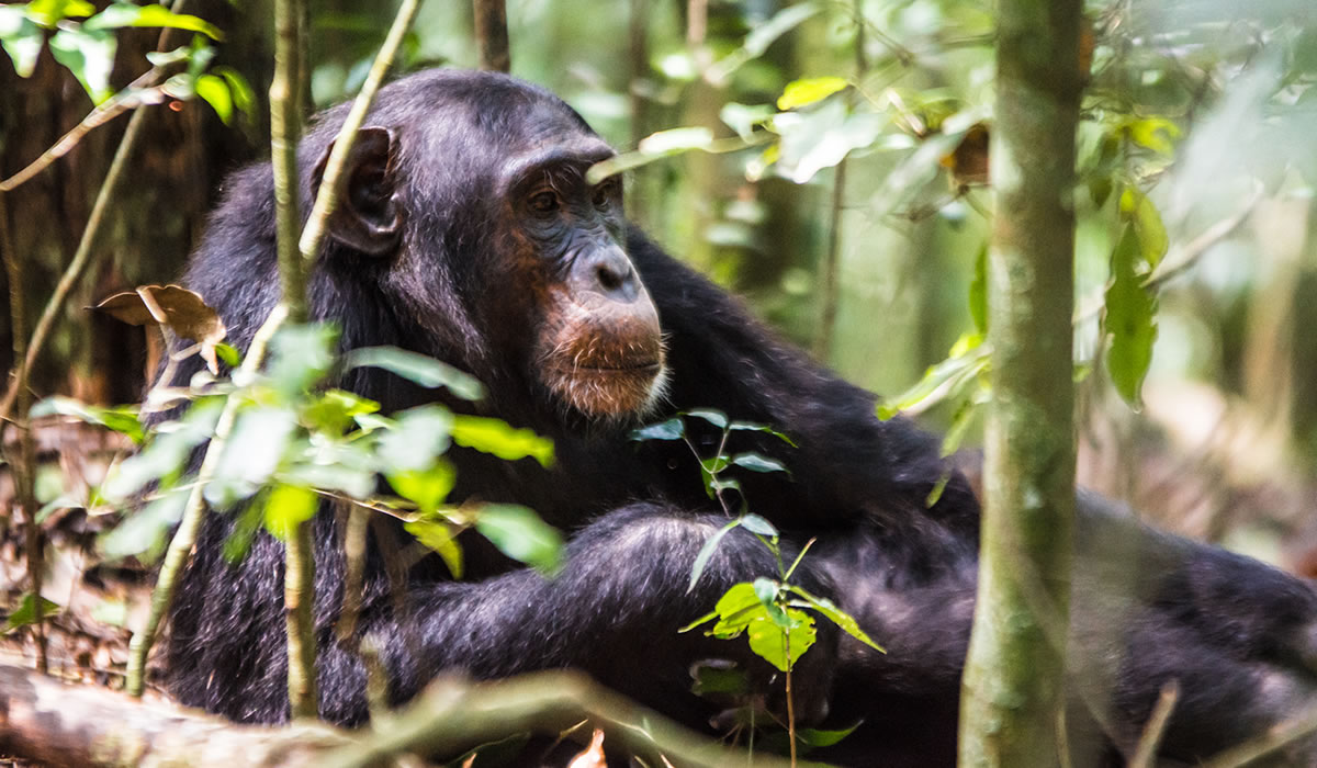 Chimpanzee Tracking in Nyungwe Forest National Park