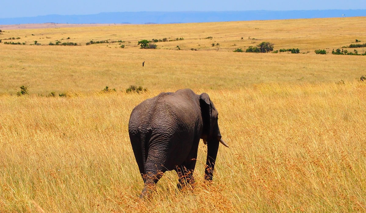 2 Days Amboseli National Park Safari Tour