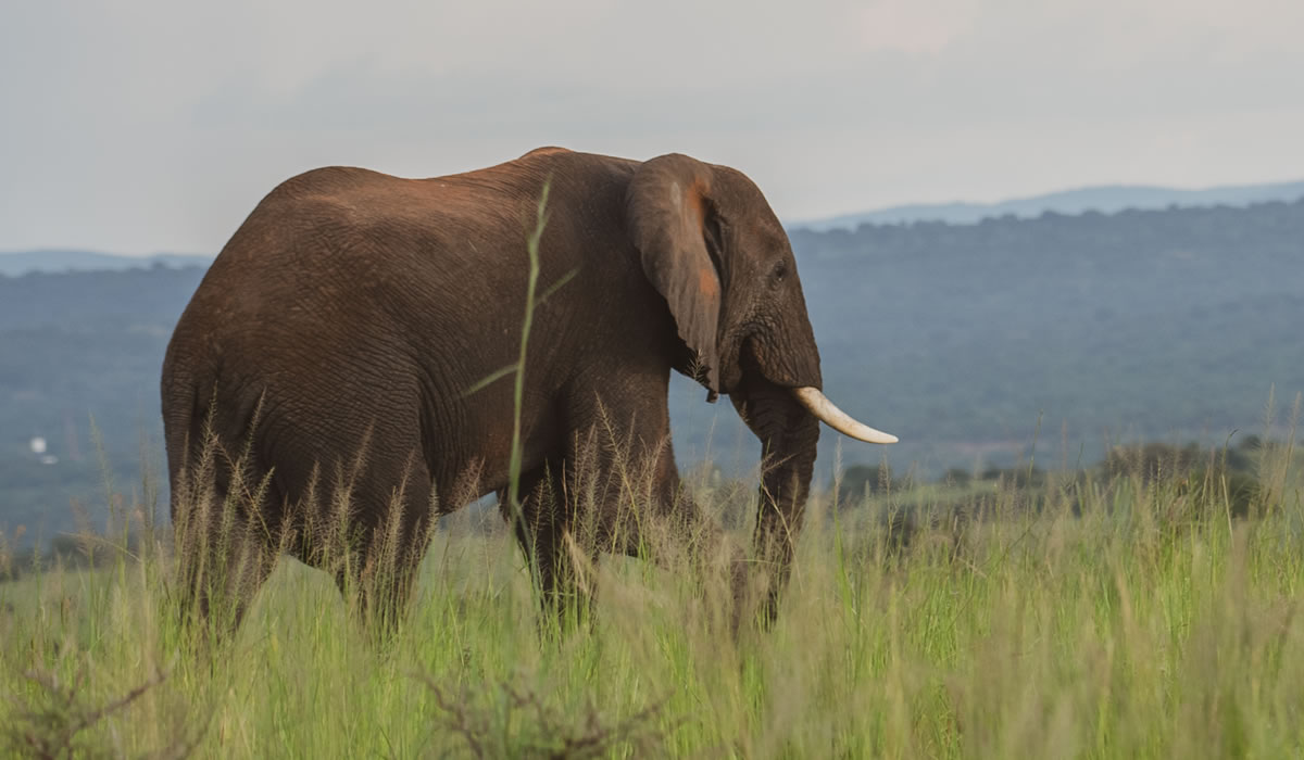 10 Days Luxury Wildlife Safari Tour in Uganda