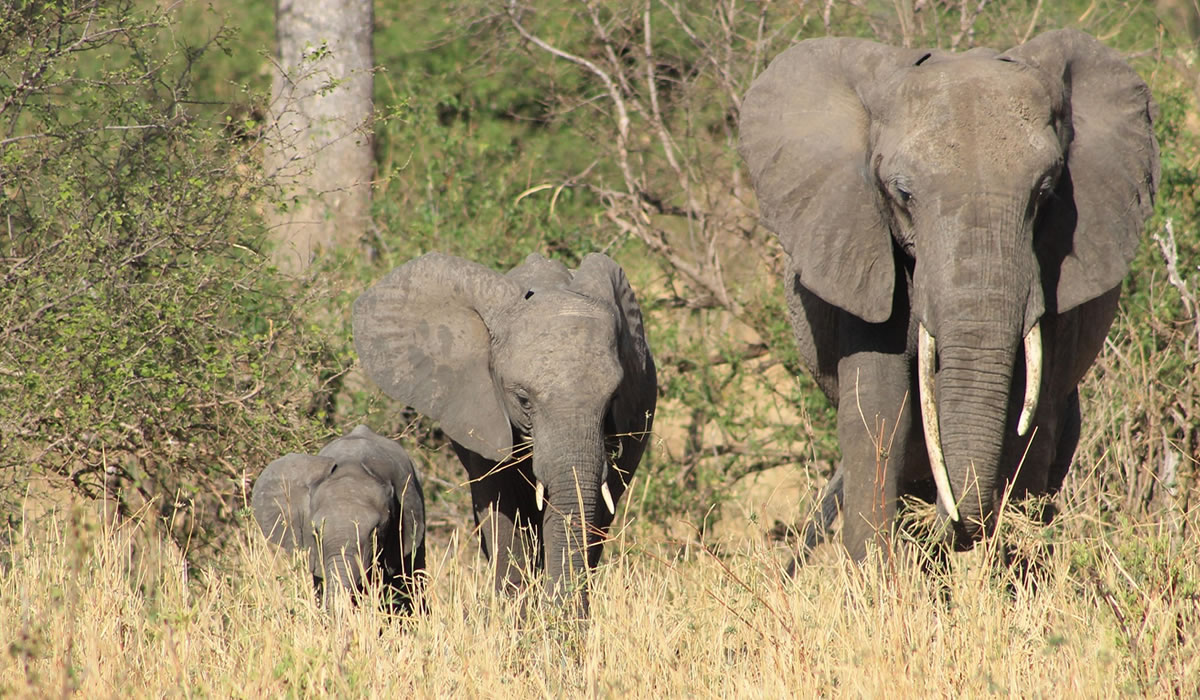 9 Days Best of Tanzania Wildlife Safari Tour