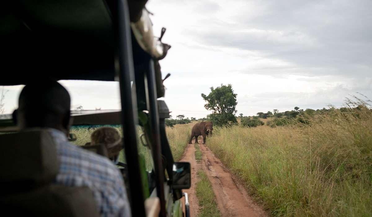 Game Drives in Akagera National Park