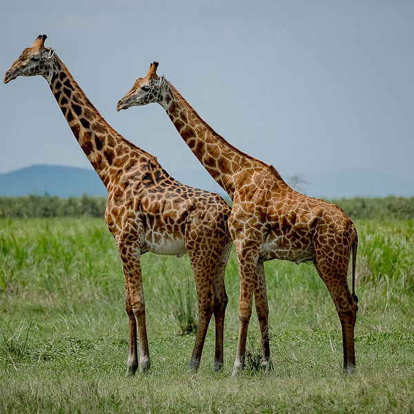 8 Days Best of Rwanda Wildlife and Cultural Tour