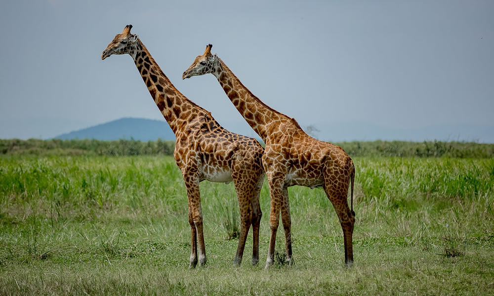 8 Days Best of Rwanda Wildlife and Cultural Tour