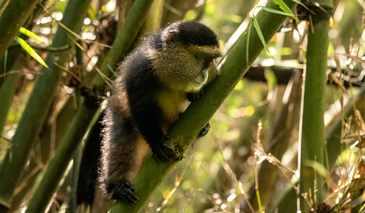 Golden Monkey Tracking in Volcanoes National Park