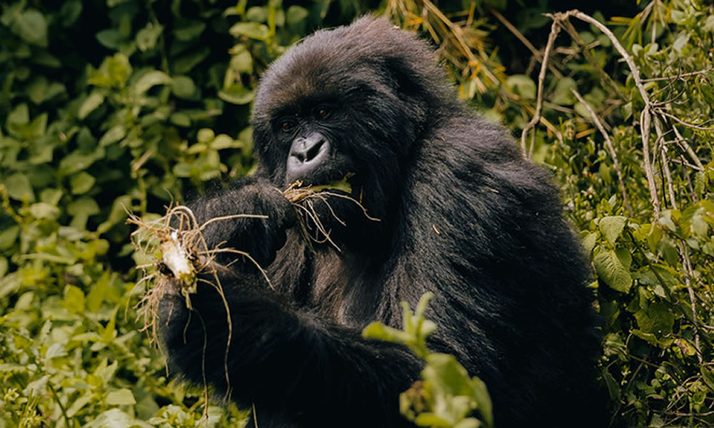 3 Days Rwanda Gorilla Trekking Adventure