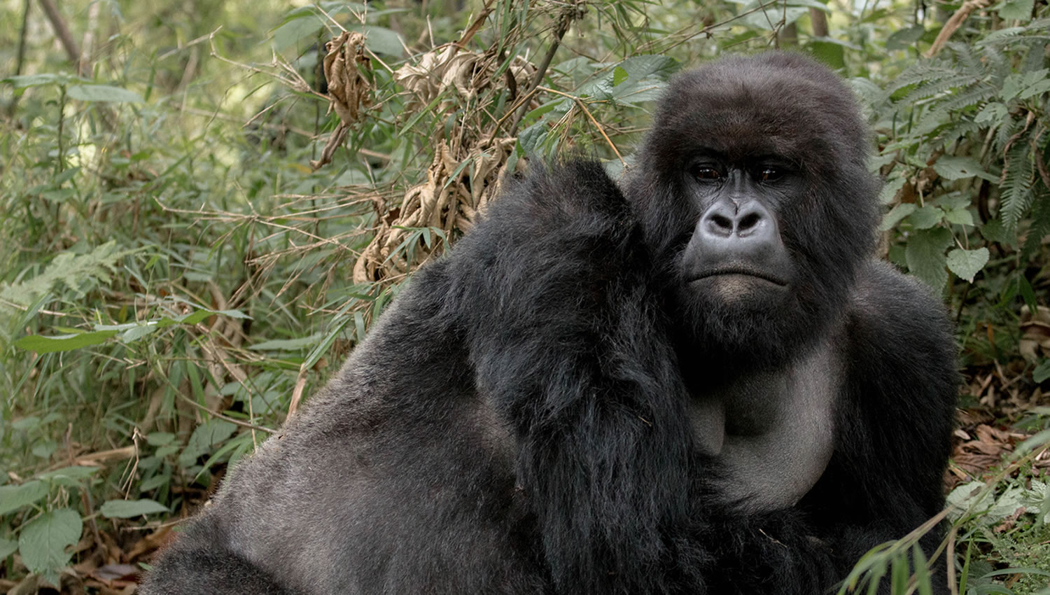 Unique Africa Ventures