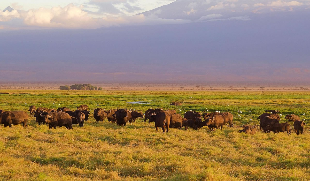 3 Days Maasai Mara Safari Tour in Kenya