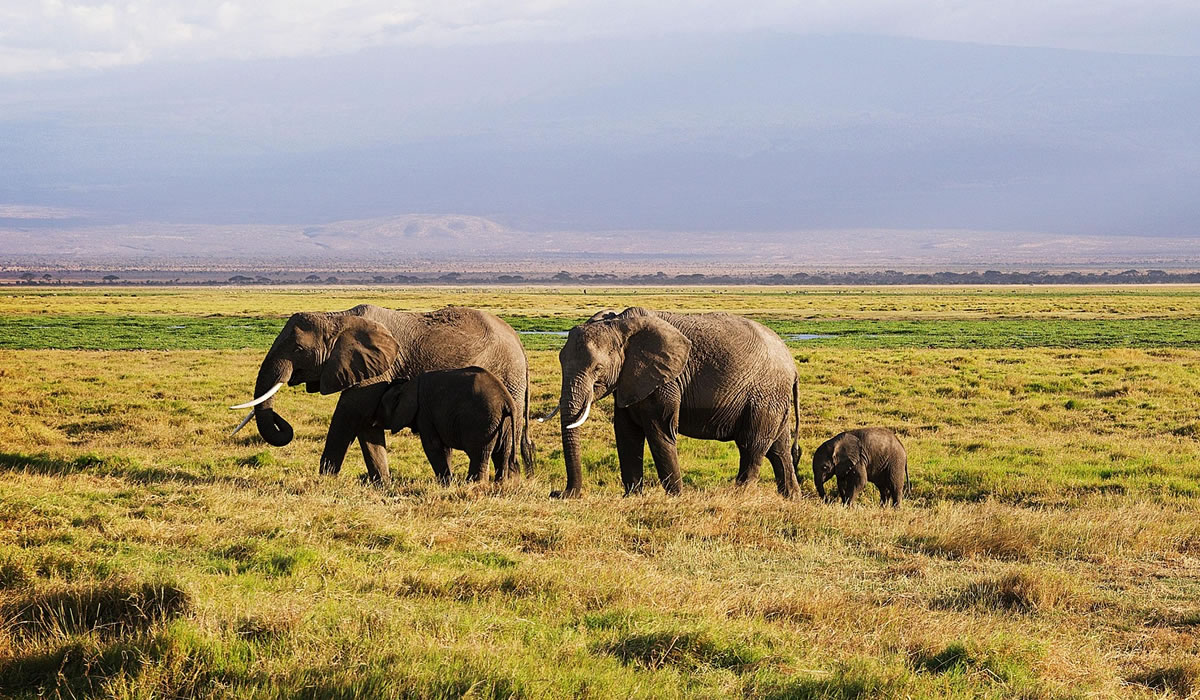 10 Days Best of Kenya Safari Adventure