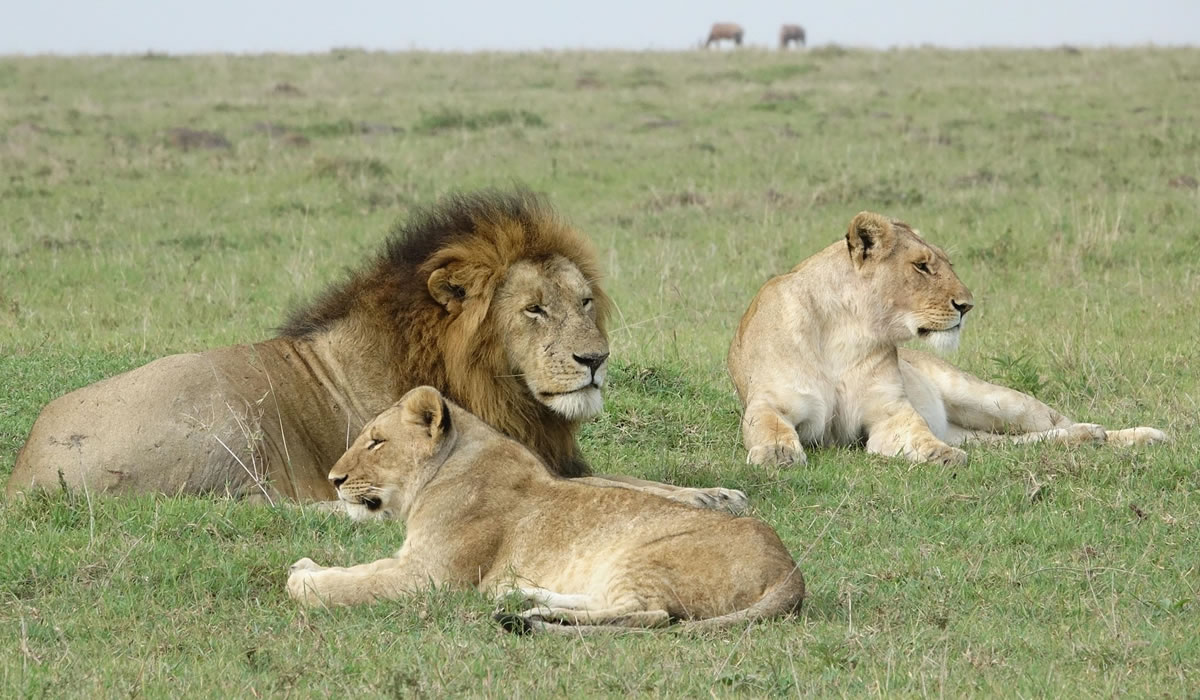 3 Days Tsavo East and Tsavo West Safari