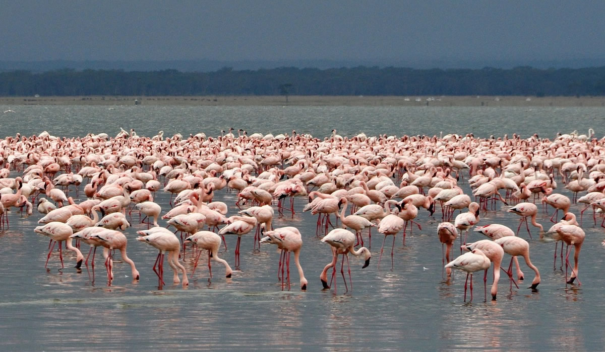 4 Days Maasai Mara and Lake Nakuru Safari