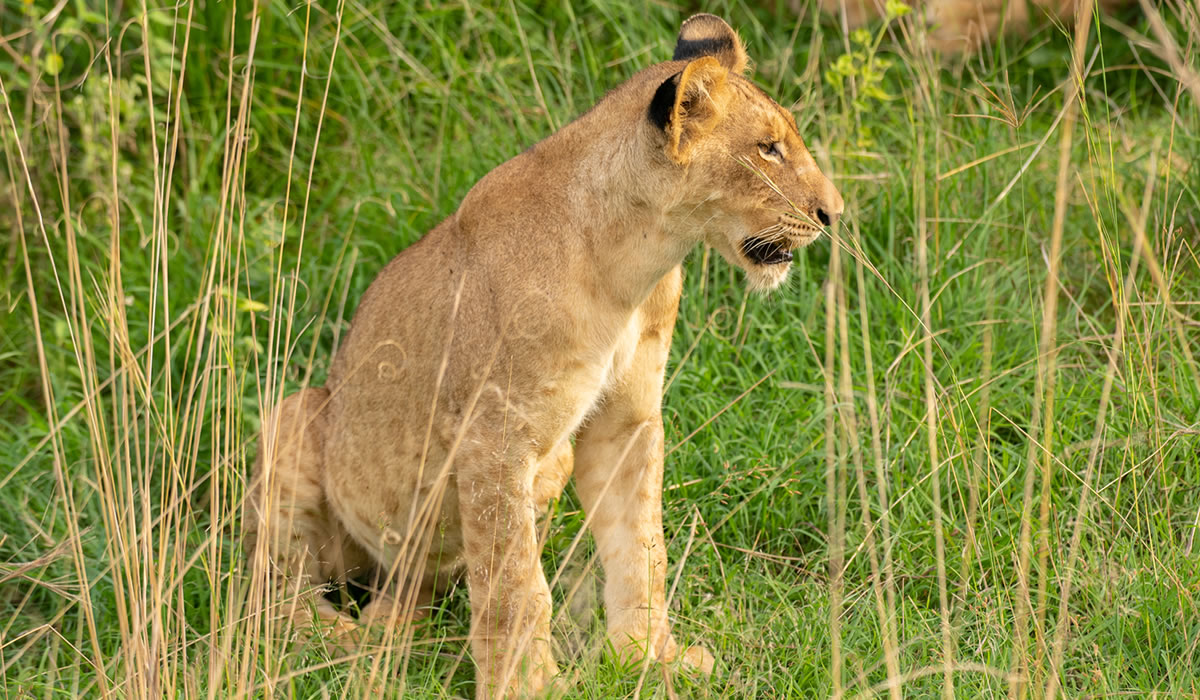 8 Days Best of Uganda Wildlife Adventure