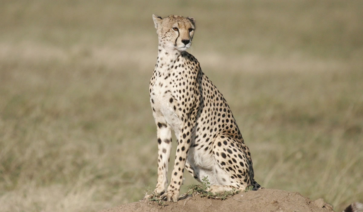 3 Days Tarangire, Lake Manyara and Ngorongoro Safari