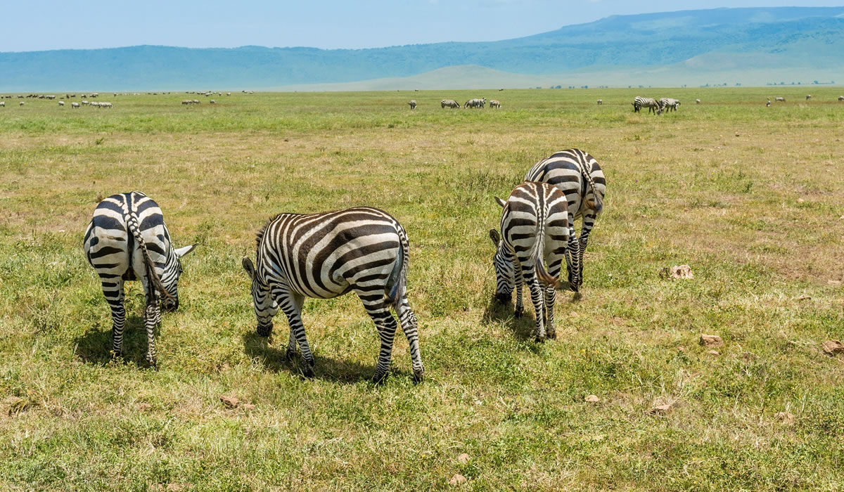 2 Days Tarangire and Ngorongoro Crater Safari