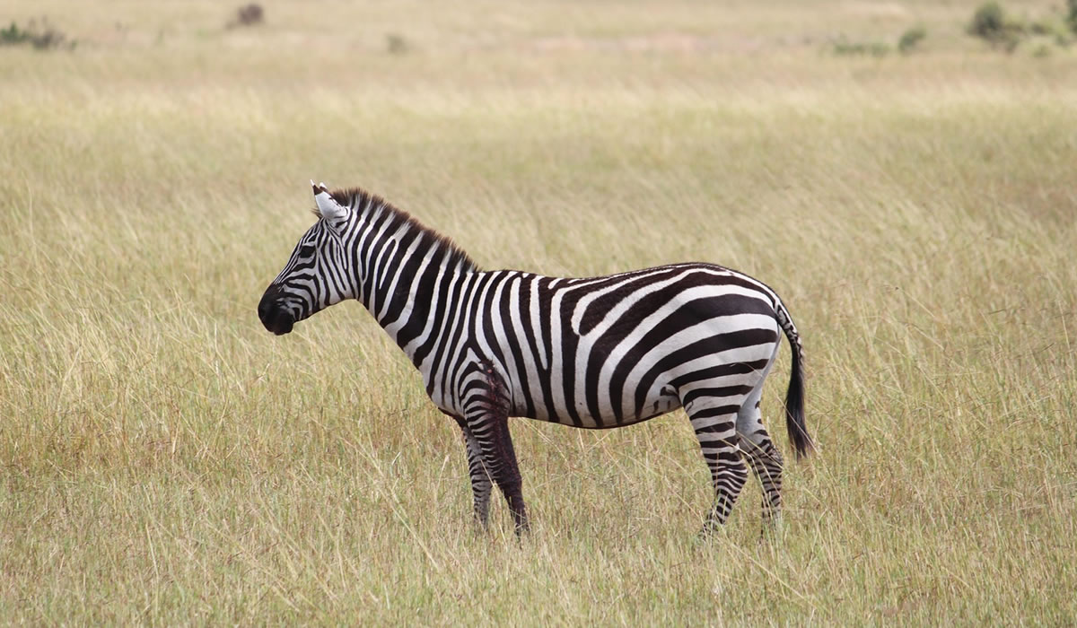 10 Days Tanzania Grand Safari Adventure