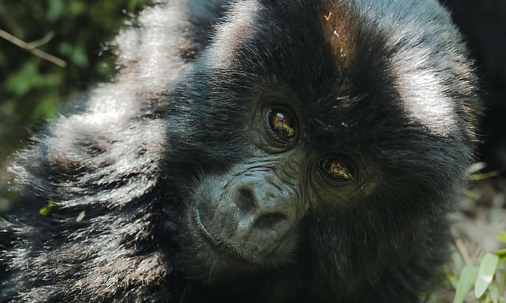 3 Days Rwanda and Uganda Gorilla Trekking Tour