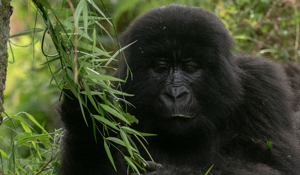 4 Days Uganda Gorillas and Wildlife Safari