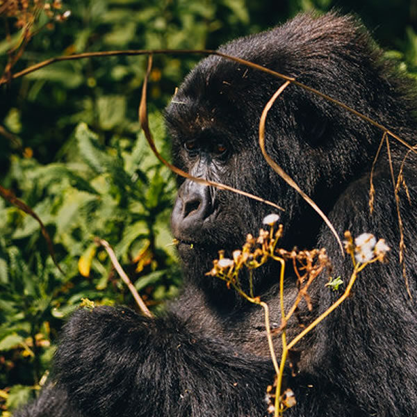 6 Days Rwanda Wildlife and Primate Tracking Tour