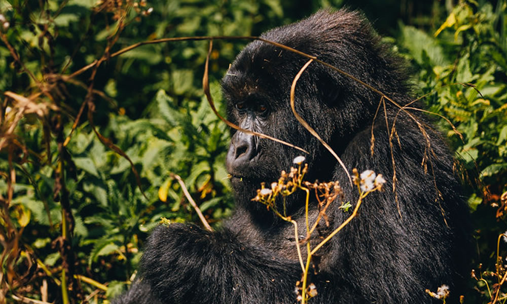 6 Days Rwanda Wildlife and Primate Tracking Tour