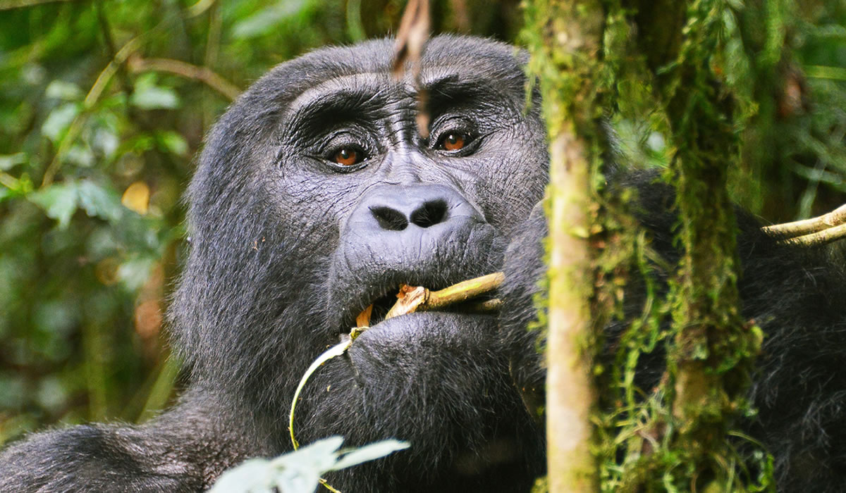 Gorilla Trekking in Volcanoes National Park