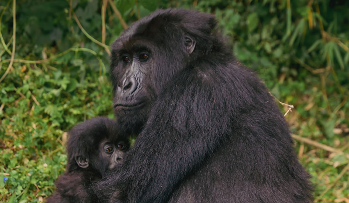 Volcanoes National Park, Rwanda National Parks