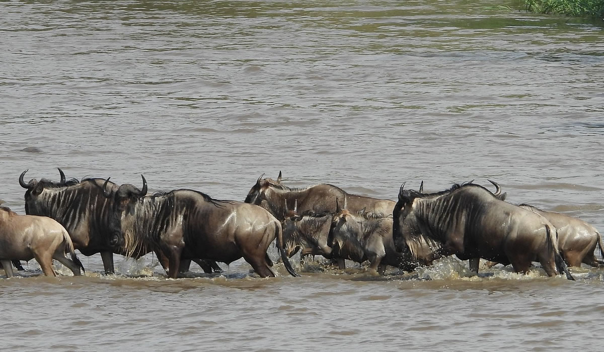 5 Days Serengeti Wildebeest Migration Safari