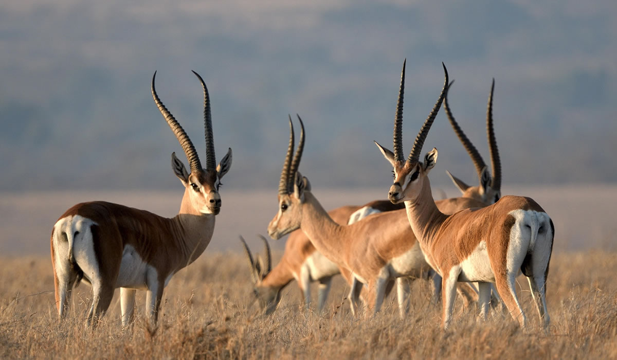 7 Days Kenya Wildlife Safari Tour