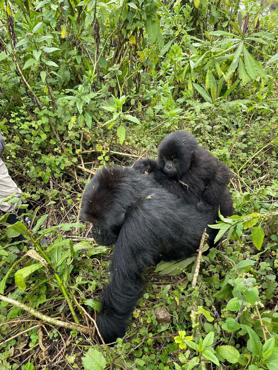 A mountain gorilla carries its infant on its back while moving through dense green forest vegetation