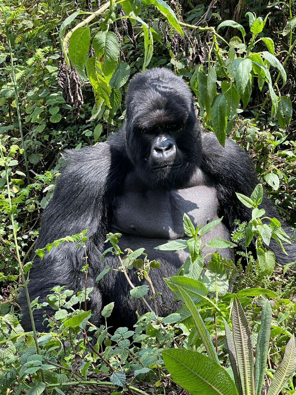 Gorilla tracking in Rwanda