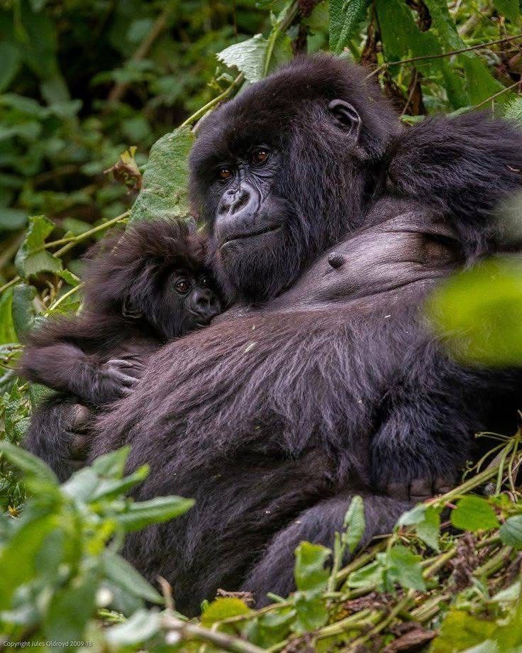 A mother gorilla cradles her baby closely