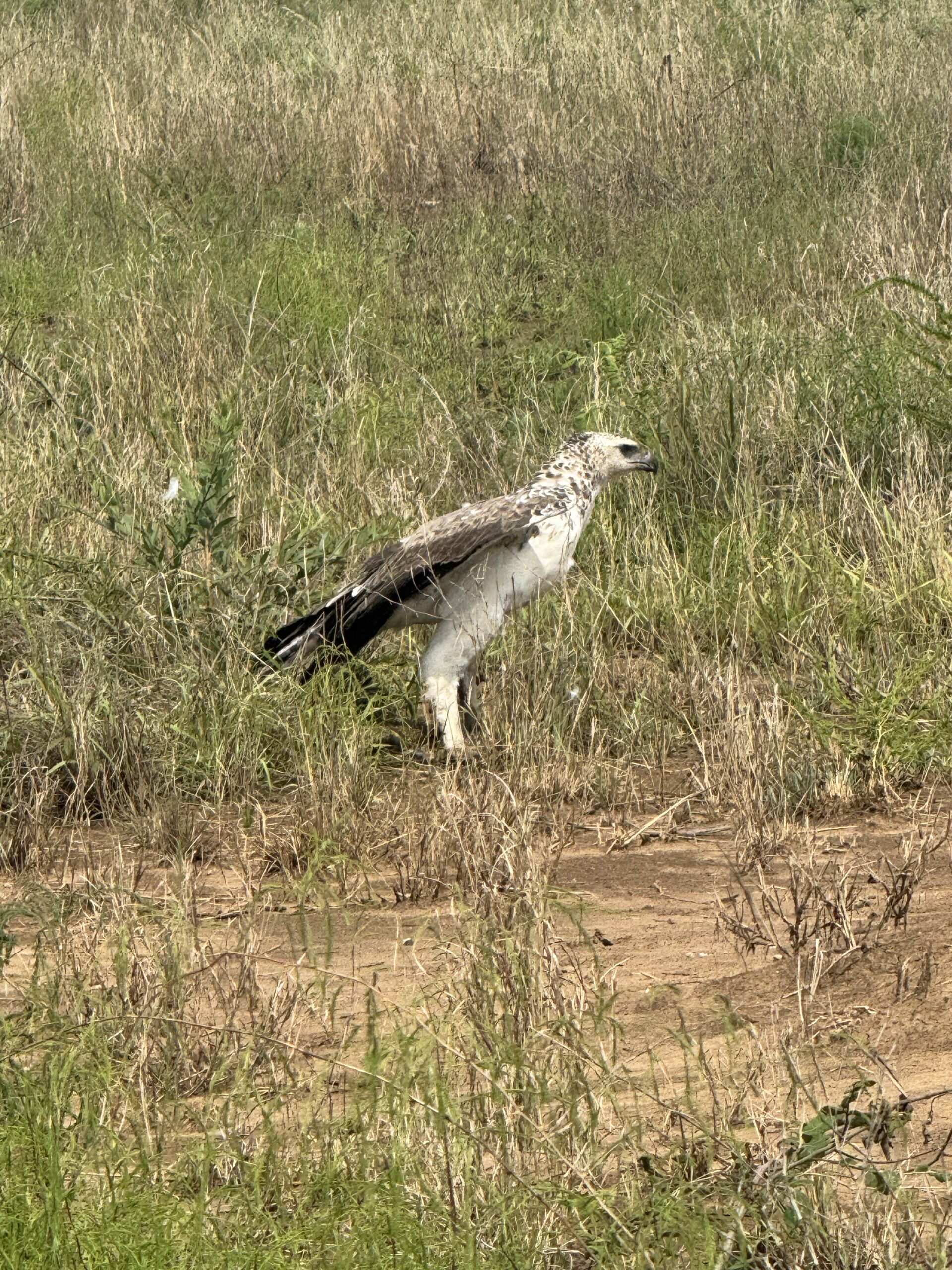 Birds in Rwanda
