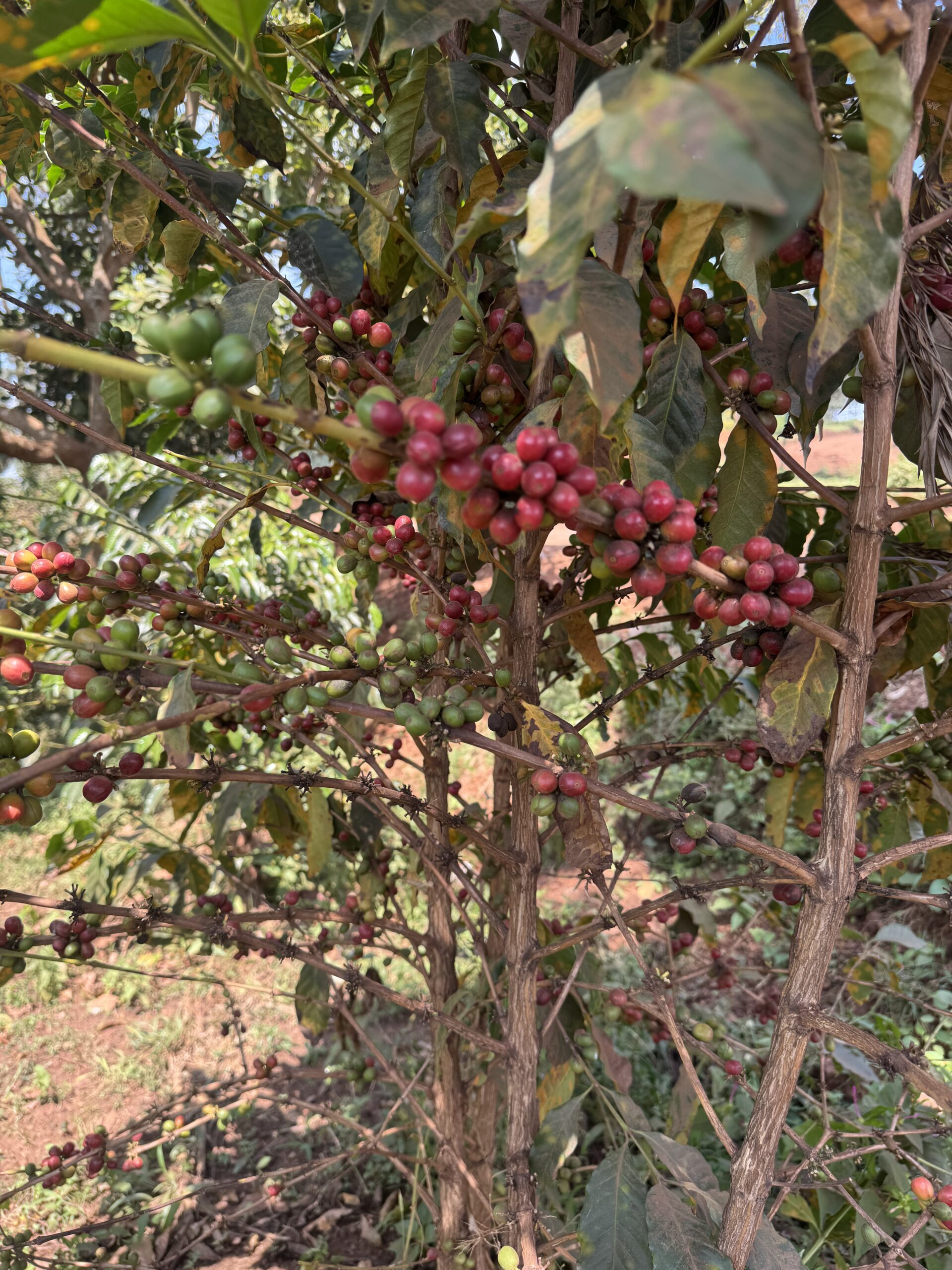 ready coffee in farmland