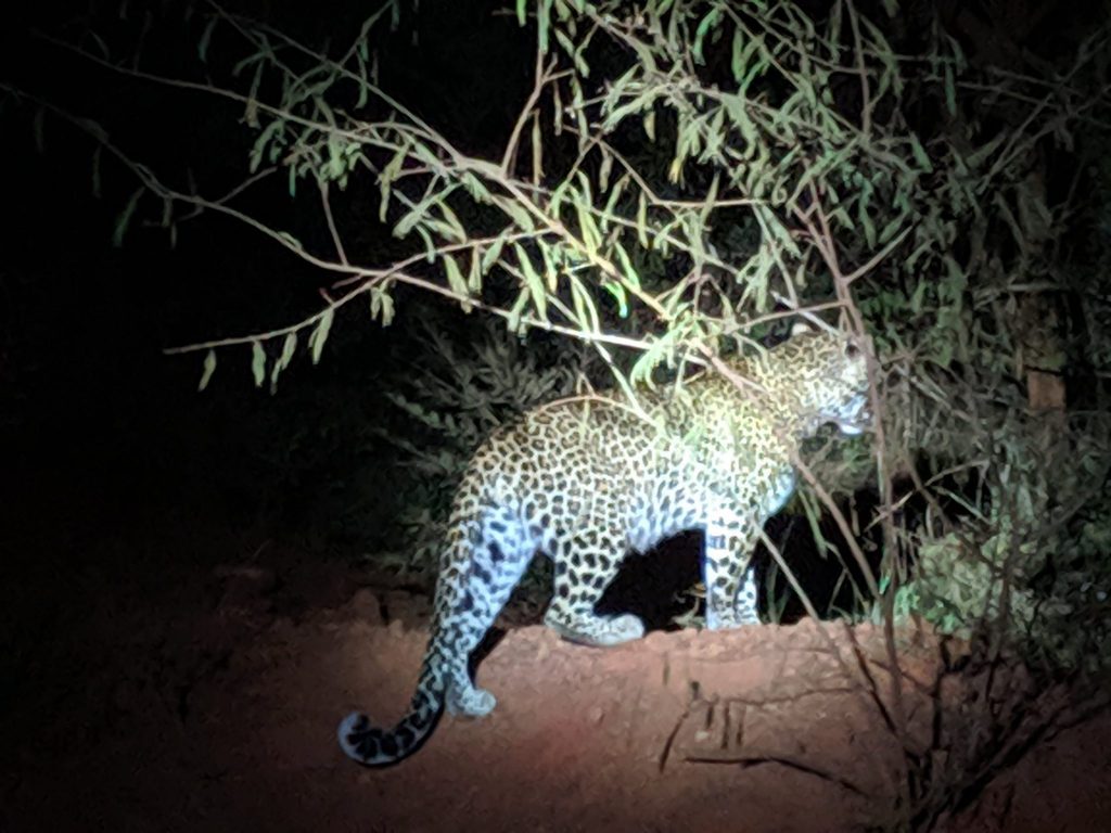 Akagera Night game safari