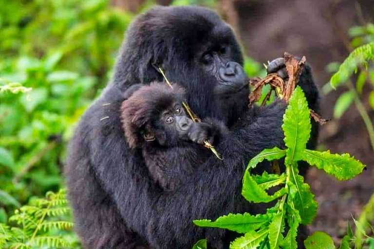 Enjoyable moments in Bwindi for Gorilla Tracking
