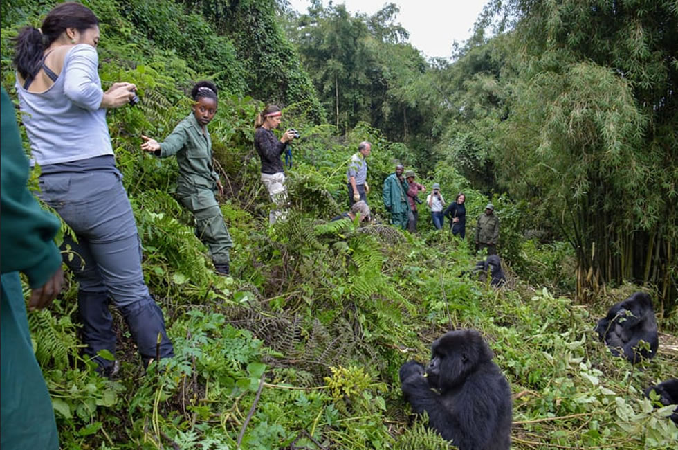Gorilla trekking in Group / Volcanoes National Park