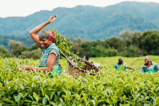 A young lady harvesting Tea during Nyungwe photography safari